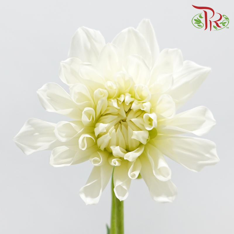 Dahlia Hybrida 《大丽花》
