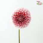 Dahlia Hybrida 《大丽花》