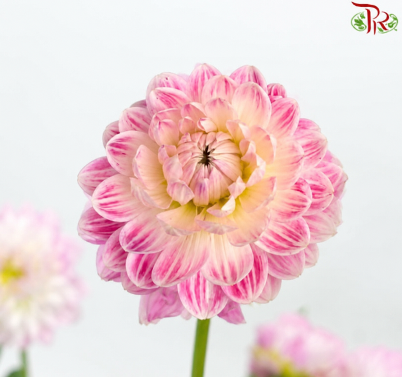 Dahlia《大丽花》