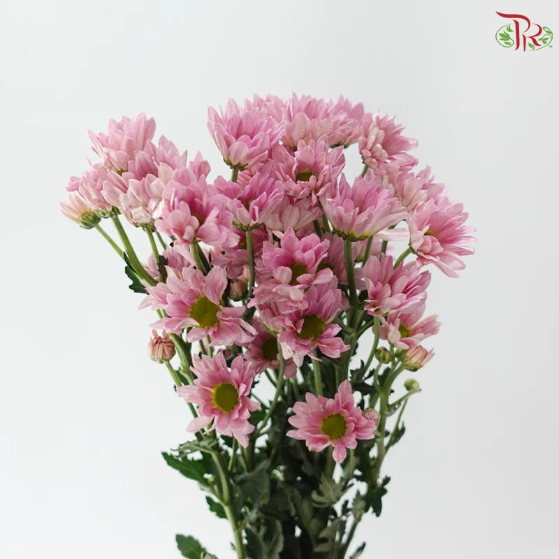 Chrysanthemum Pompom - Daisy Resq Chrysanthemum