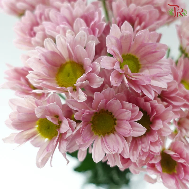 Chrysanthemum Pompom - Daisy Resq Chrysanthemum