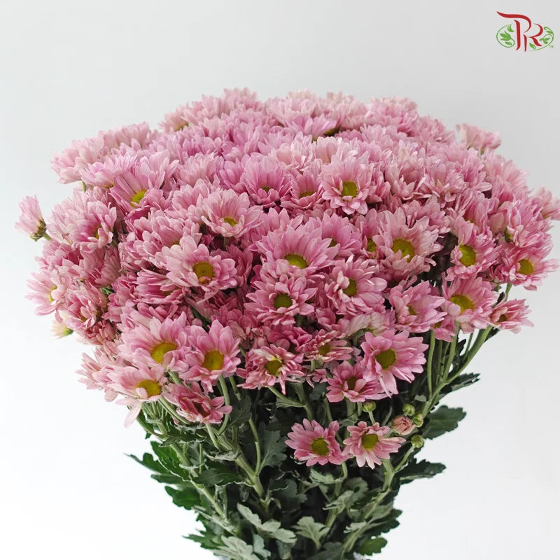 Chrysanthemum Pompom - Daisy Resq Chrysanthemum