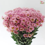 Chrysanthemum Pompom - Daisy Resq Chrysanthemum