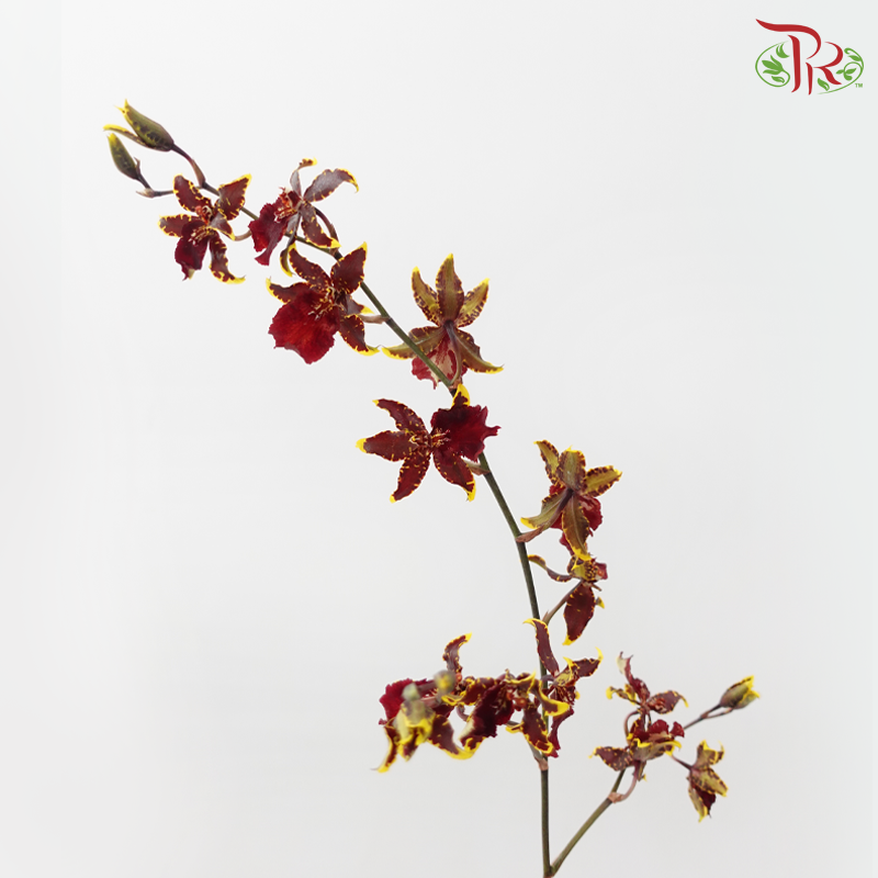 Orchid Oncidium Dancing Lady