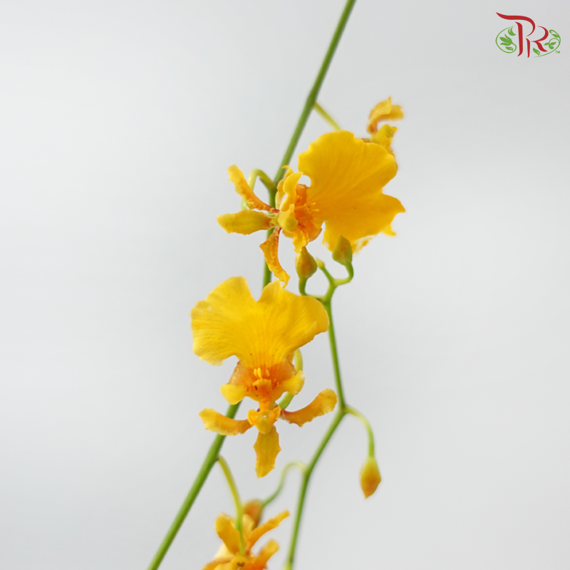 Orchid Oncidium