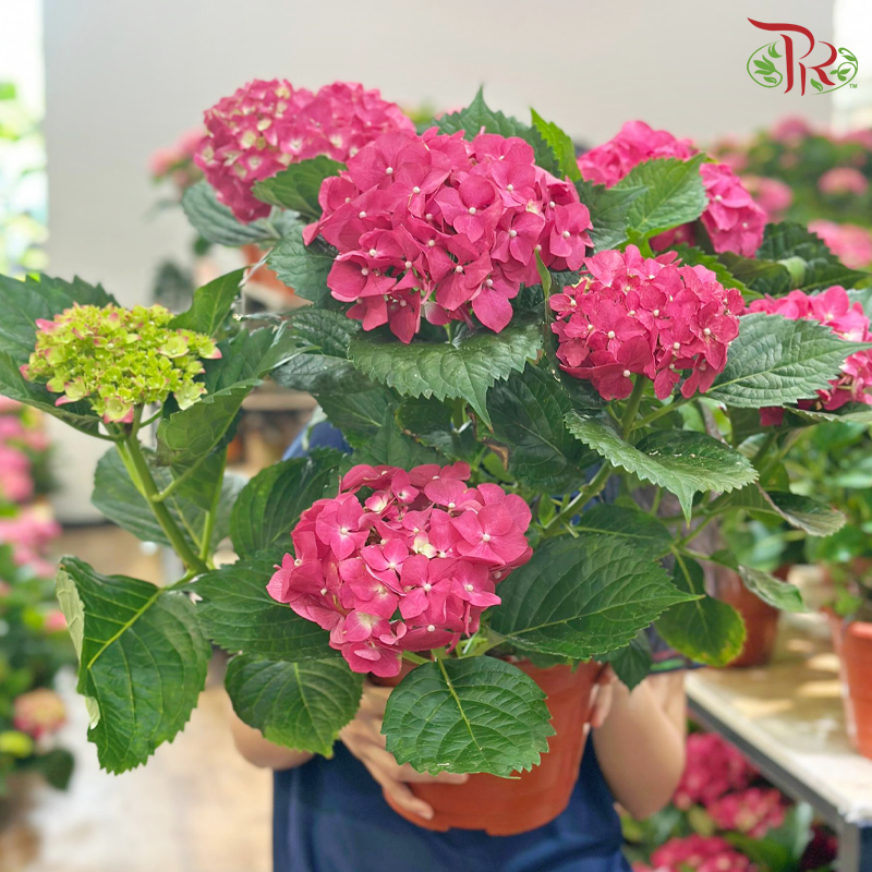 Hydrangea Potted Plant《绣球花》