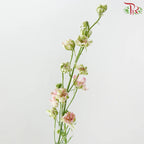 Delphinium Consolida (Larkspur)