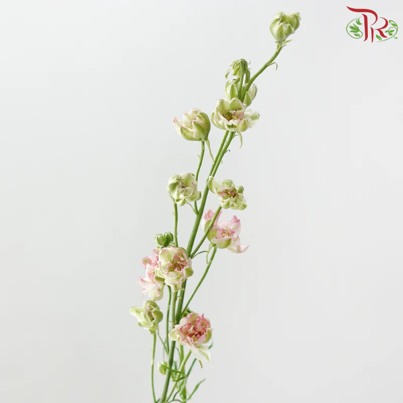Delphinium Consolida (Larkspur)