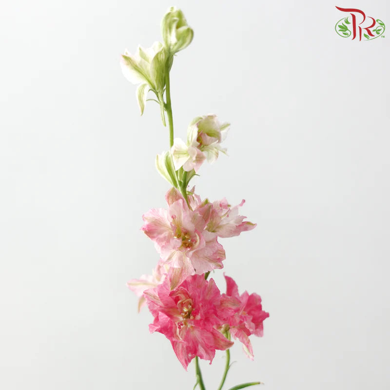 Delphinium Consolida (Larkspur)