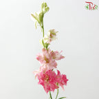 Delphinium Consolida (Larkspur)