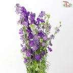 Delphinium Consolida (Larkspur)