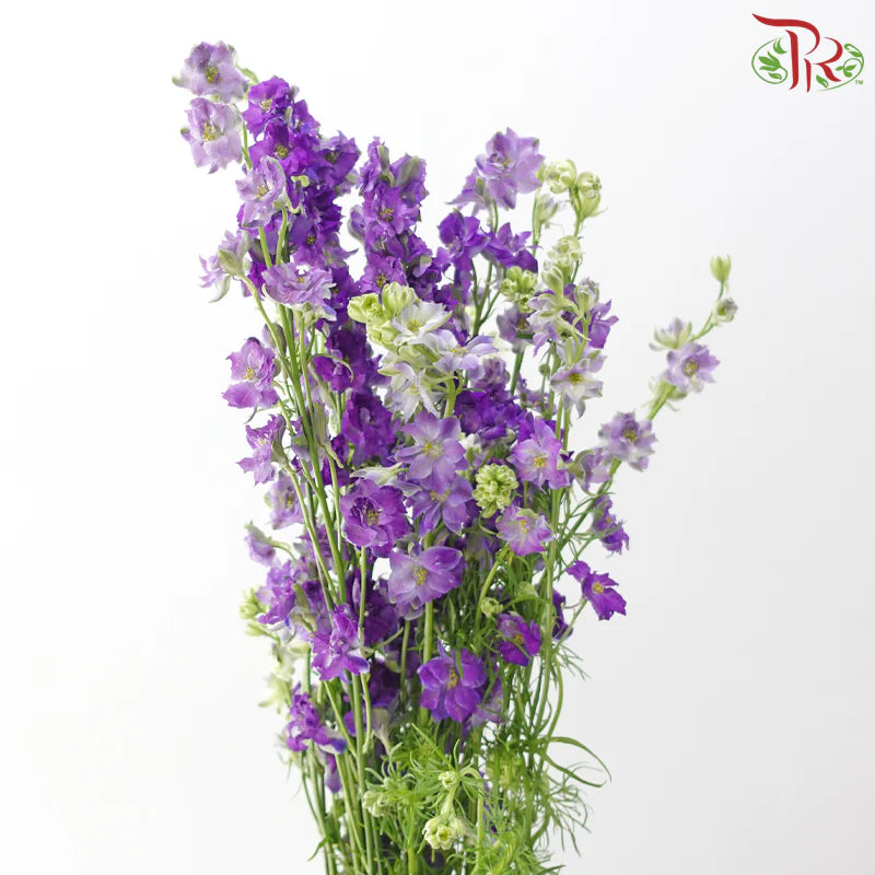 Delphinium Consolida (Larkspur)