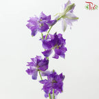 Delphinium Consolida (Larkspur)