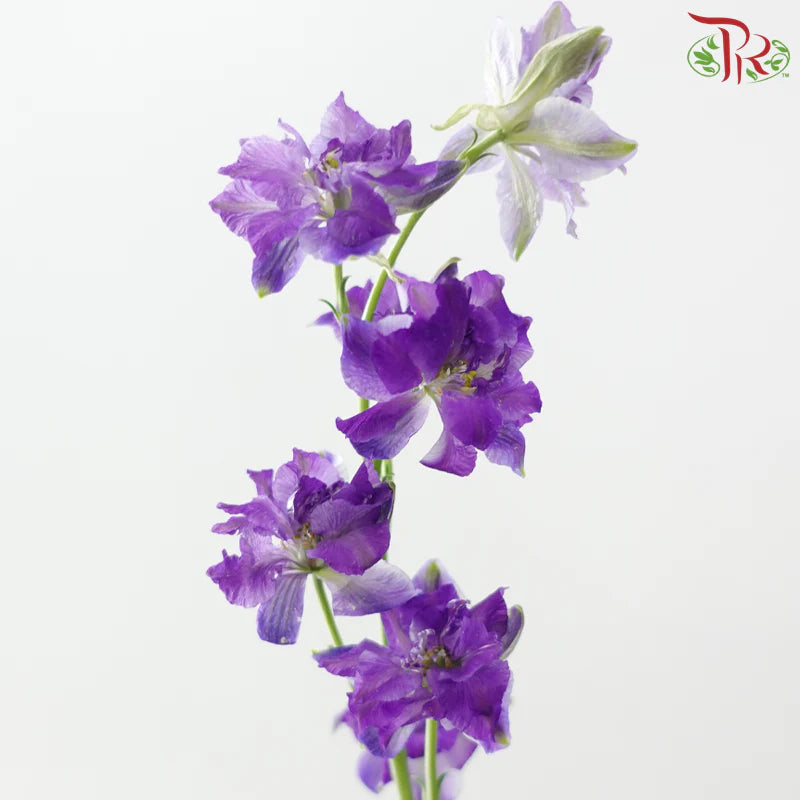 Delphinium Consolida (Larkspur)
