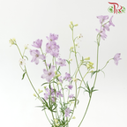 Delphinium Grandiflorum