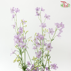 Delphinium Grandiflorum