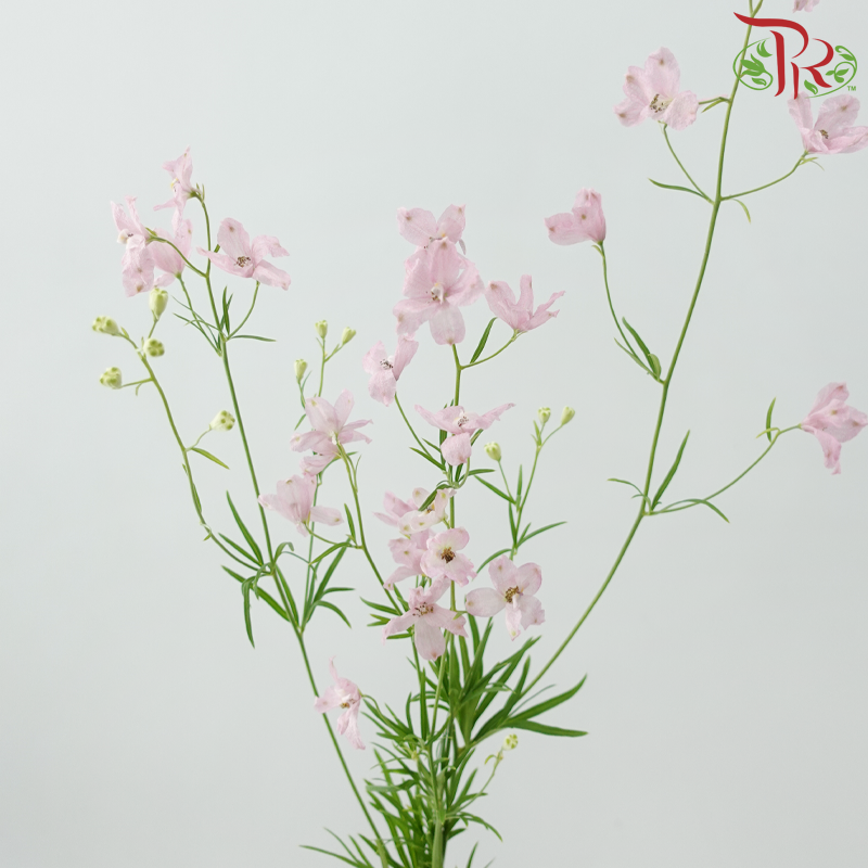 Delphinium Grandiflorum