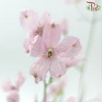 Delphinium Grandiflorum