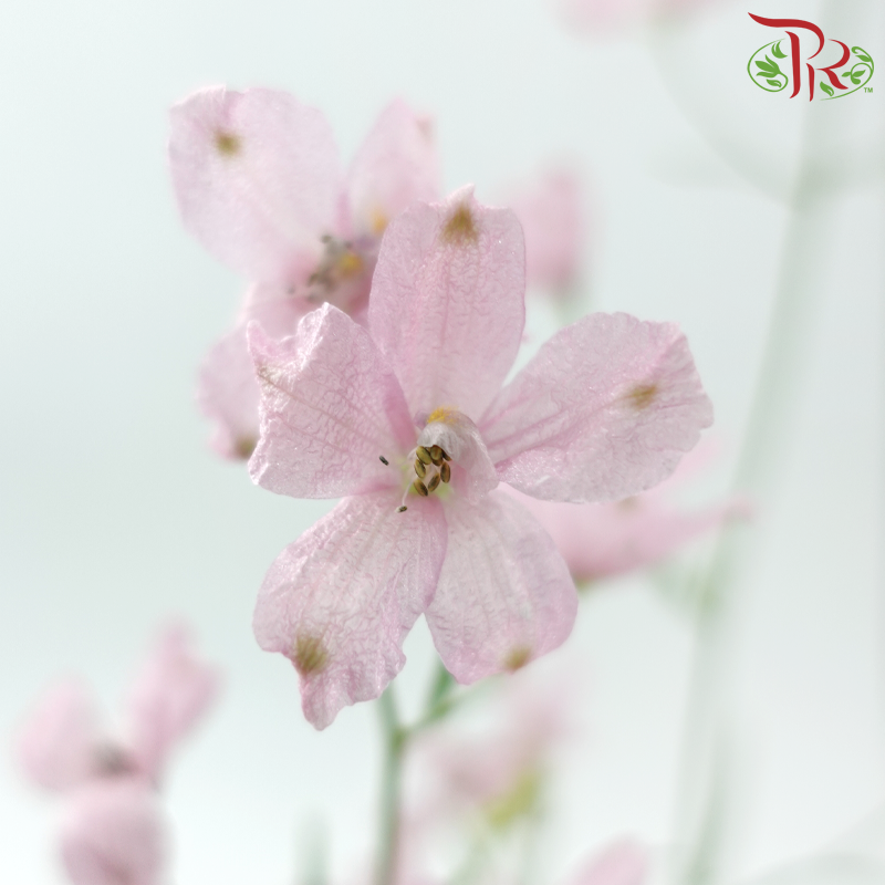 Delphinium Grandiflorum