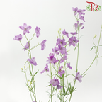 Delphinium Grandiflorum
