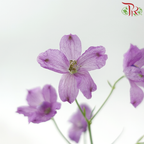Delphinium Grandiflorum