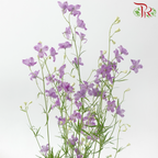 Delphinium Grandiflorum