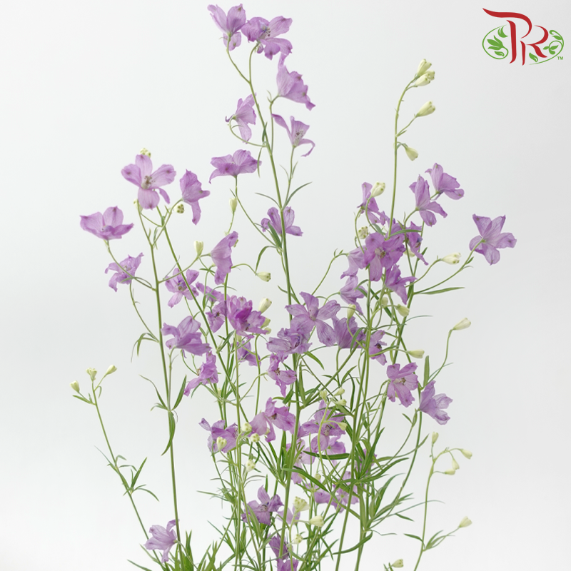 Delphinium Grandiflorum