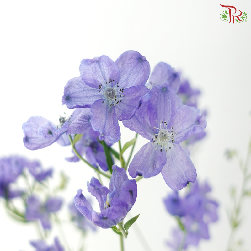 Delphinium Grandiflorum