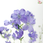 Delphinium Grandiflorum