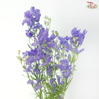Delphinium Grandiflorum