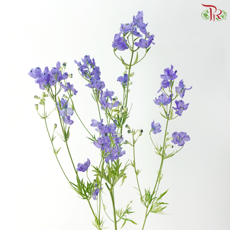 Delphinium Grandiflorum