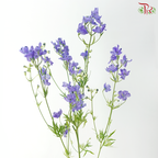 Delphinium Grandiflorum