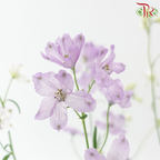 Delphinium Grandiflorum