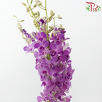 Dendrobium