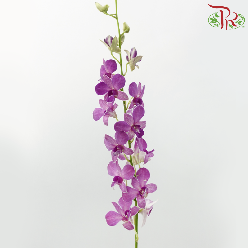 Dendrobium
