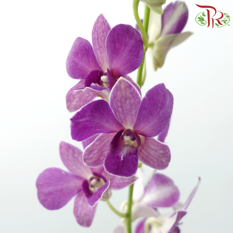 Dendrobium
