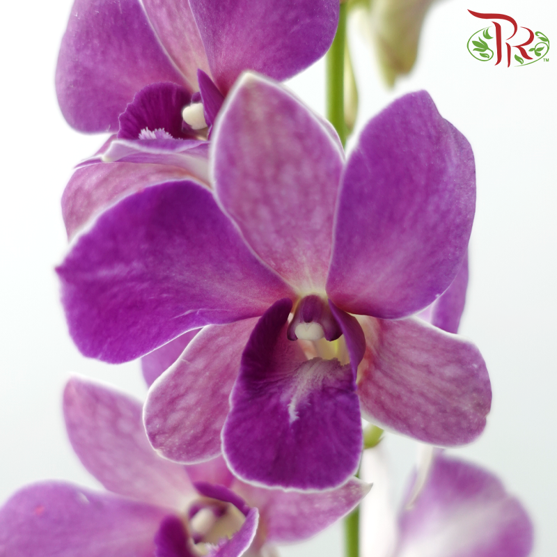 Dendrobium