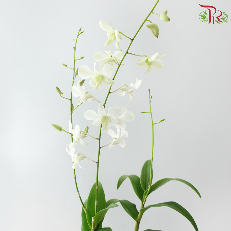 Dendrobium Asst P220《石斛兰》(Random Color）