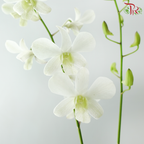Dendrobium Asst P220《石斛兰》(Random Color）
