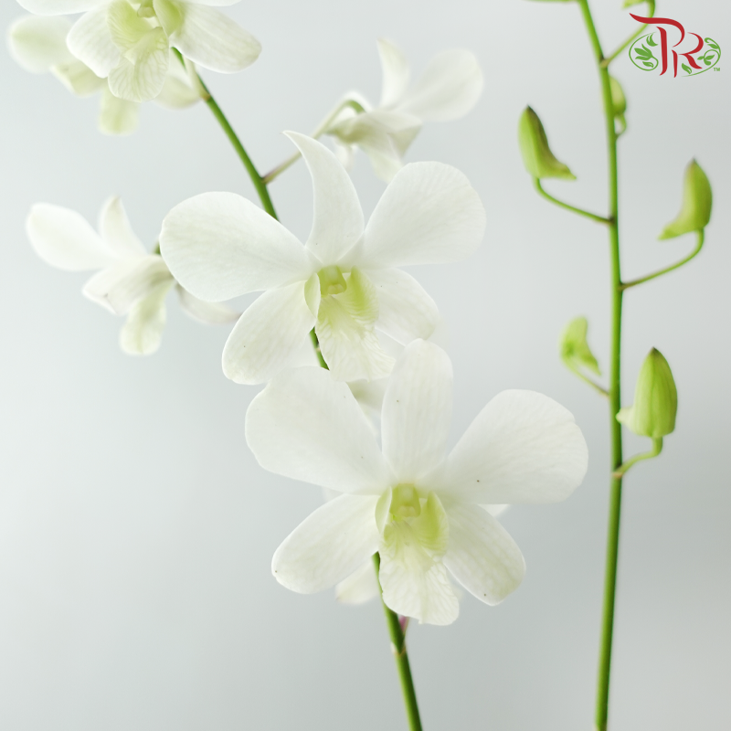 Dendrobium Asst P220《石斛兰》(Random Color）