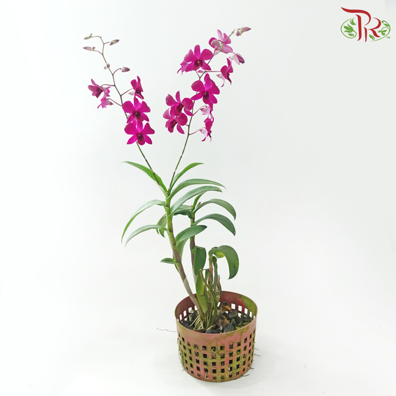 Dendrobium Asst P220《石斛兰》(Random Color）