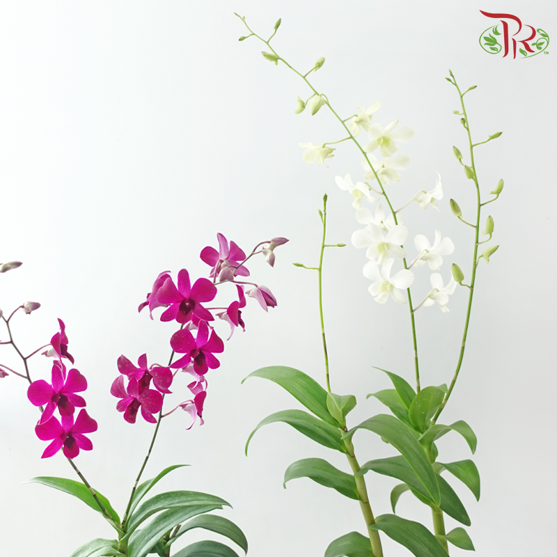 Dendrobium Asst P220《石斛兰》(Random Color）