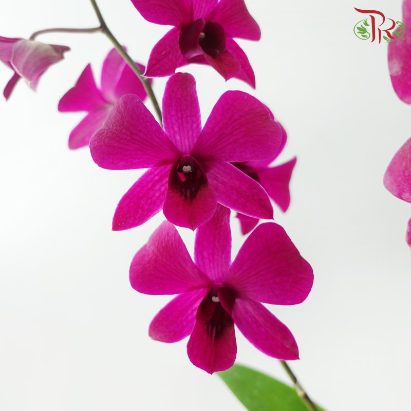 Dendrobium Asst P220《石斛兰》(Random Color）