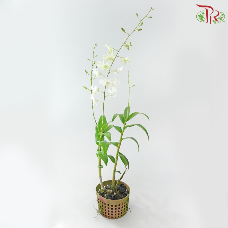 Dendrobium Asst P220《石斛兰》(Random Color）
