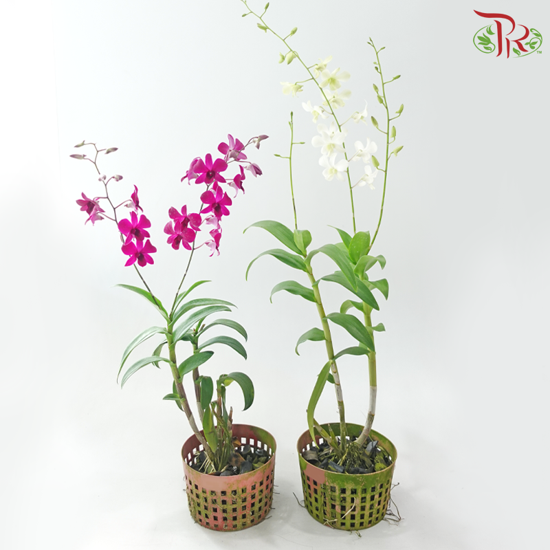 Dendrobium Asst P220《石斛兰》(Random Color）