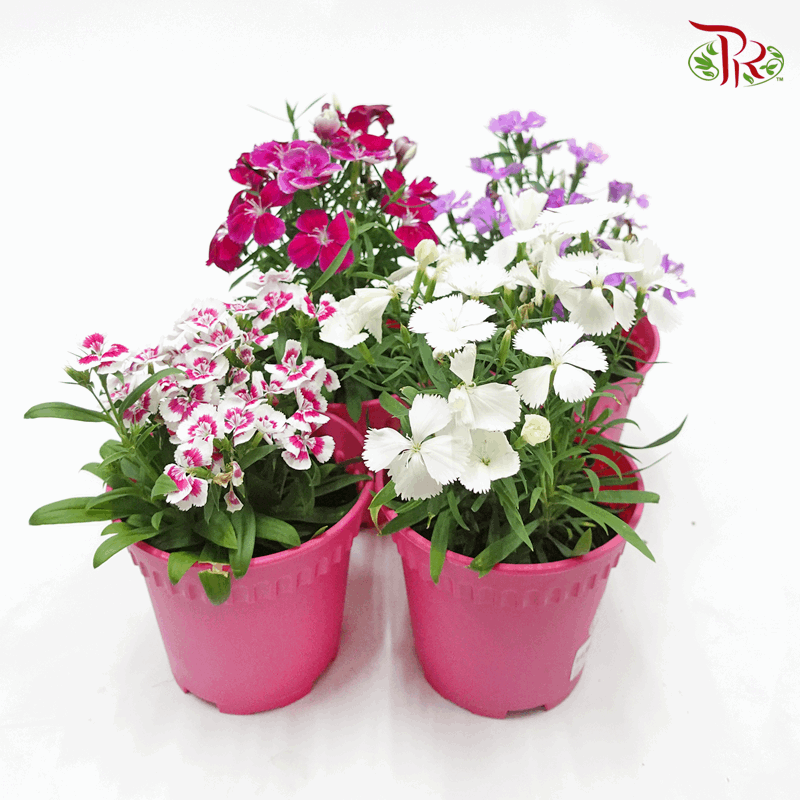 Dianthus   《康乃馨》(RANDOM CHOOSE COLOUR)