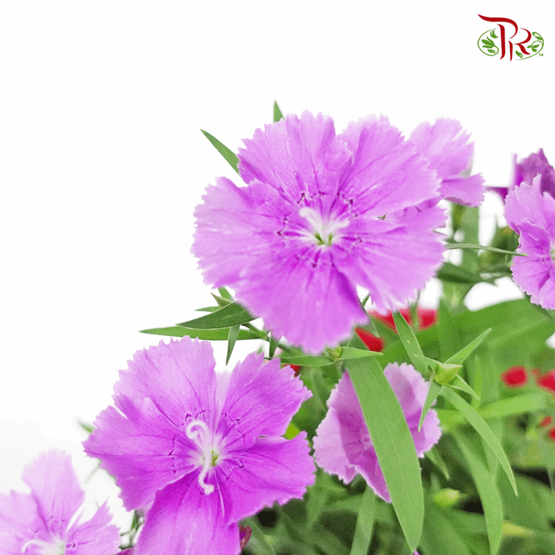 Dianthus   《康乃馨》(RANDOM CHOOSE COLOUR)