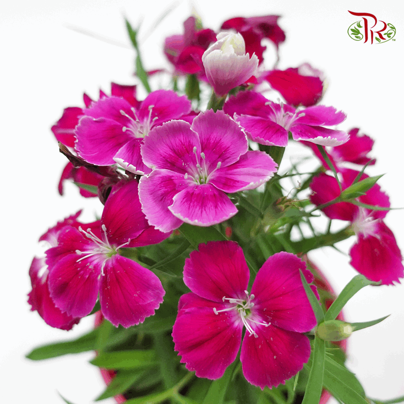 Dianthus   《康乃馨》(RANDOM CHOOSE COLOUR)