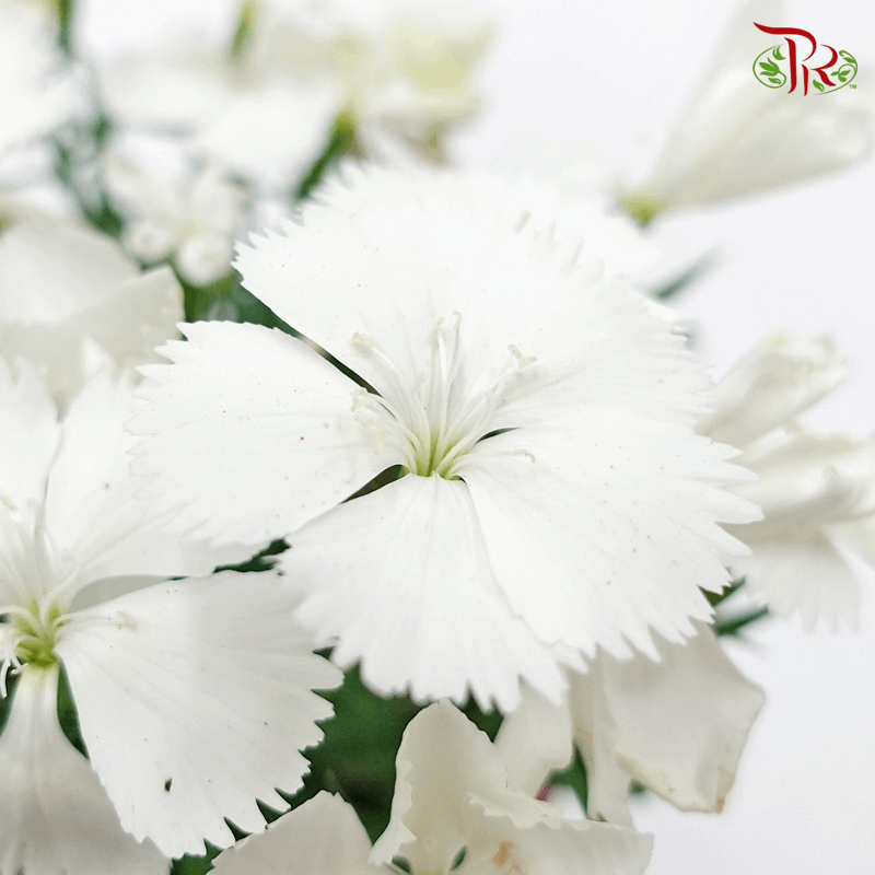 Dianthus   《康乃馨》(RANDOM CHOOSE COLOUR)