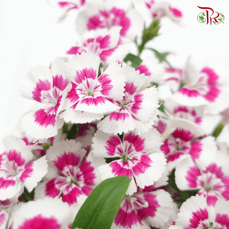 Dianthus   《康乃馨》(RANDOM CHOOSE COLOUR)